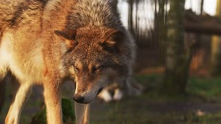 Wolf video / animal video / wild life video
