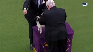 Watch 5 of the best WKC Dog Show moments to celebrate