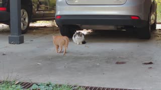 Kitten sneaking up to fight adult cat, changes his mind quickly.