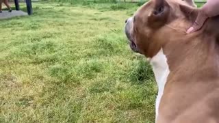 German Shepherd Attacks Pitbull dog park