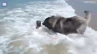 Adorable moment hero dog' girl who is playing in the sea
