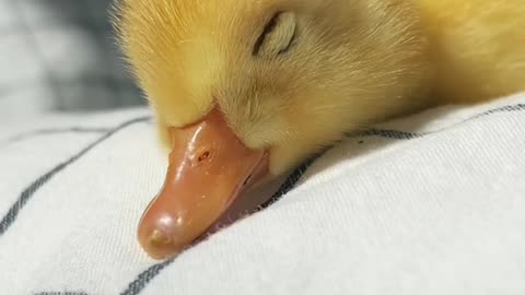 Yellow Duckling most beautiful thing