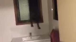 Pup gets stuck in window while trying to escape from the house