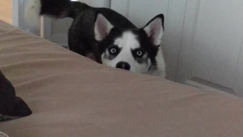 Husky whining for attention