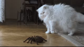 Gif video of cat against spider