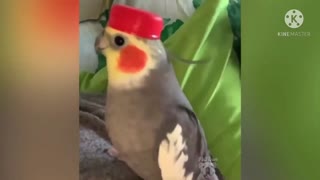 Adorable Parrots making sounds funny