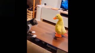 A kitten trying to understand what kind of duck this is ?