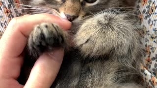 Cute Fluffy Cat Playing