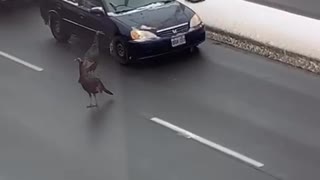 Turkeys Take it Out on Traffic
