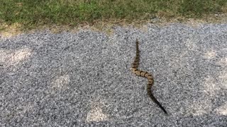 Rattlesnake Crossing the Road
