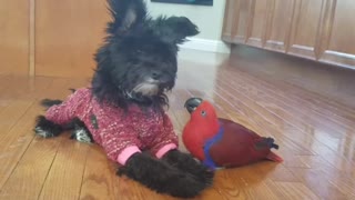 Unlikely Friends: Parrot And Dog Share Sweet Moment For The Camera