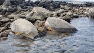 A Sea Turtle Leaving Some Rocks