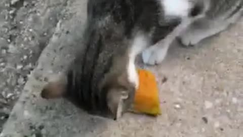 cat eats pumpkin, this is impossible - watch it