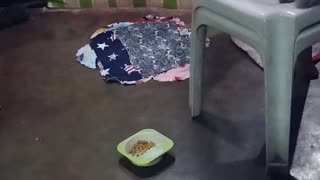 Cat Watches Rat Take Food, Does Nothing