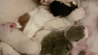 Mamma cat nurses her newborn kittens
