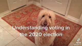 Explaining the 2020 election