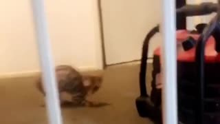Rebel kitty refuses to go to bed, runs & hides from owner