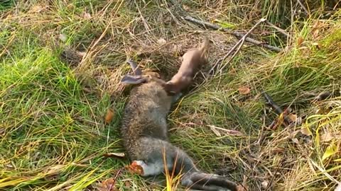 Stoat vs Rabbit Real Fight _ Stoat Attacks and Kills Rabbit _ Most Amazing Attack of Animals