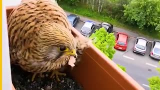 Kind Man Feeds Mother Hawk Making Nest in Window Garden