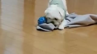 Little cute puppy playing ball
