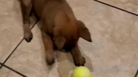 Belgian Malanois at 7 weeks old discovers a ball