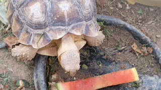 Baby tortoise eating watermelon