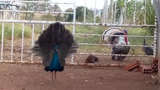Peacock X Turkey
