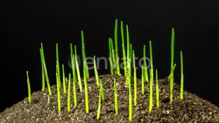 Wheat Sprout Growing Timelapse Rotating on Black #nature