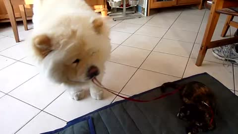 Chow chow dog attempts to take kitten for walk