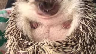 Hedgehog Has a Snack