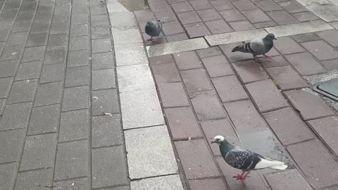 Birds in the street drink water