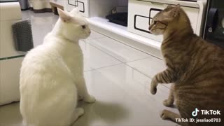 Cats talking English when really needed