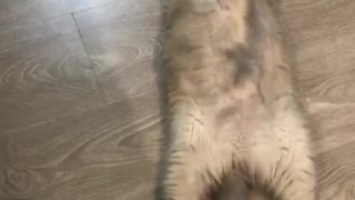 Cat Moving Her Tail While Sleeping Deep