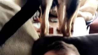Dog Backs His Caboose Right onto Dad's Head