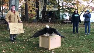 Majestic Bald Eagle gets returned back to nature