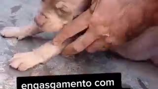 rescue Dog