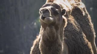 camel eating