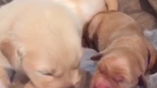 Adorable little puppies meet for the first time