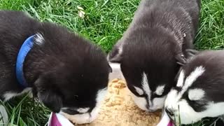 First feeding