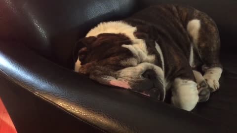 Can't phase this sleepy bulldog