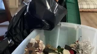 Curious kitty humorously pops out of bag
