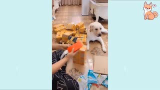 cute puppies messing around