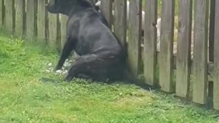 Pup Gets A Massage From The Neighbor Dog Through The Fence