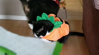 Kitty Doesn't like Halloween Costume
