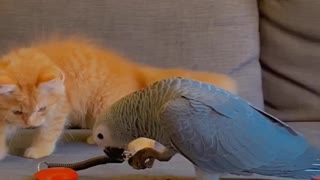Kitten and parrot youngster share a very special bond