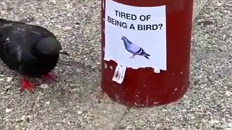 Tired of being a bird?
