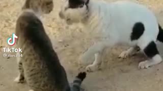 Wrestling between two cats