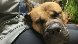 Big pup thinks he's a lap dog, falls asleep on owner's lap