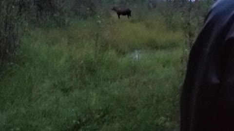 Cow moose blocking the trail.