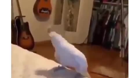 1 White parrot dancing